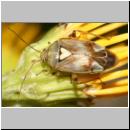 Lygus pratensis - Weichwanze w01.jpg